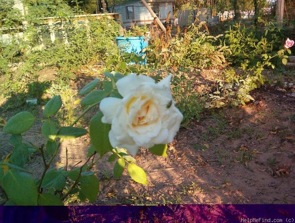 'Snowbird' rose photo