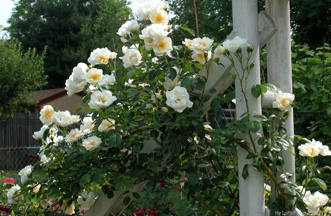 'City of York' rose photo