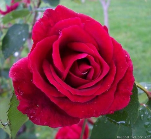 'Crimson Glory (hybrid tea, Kordes, 1935)' rose photo