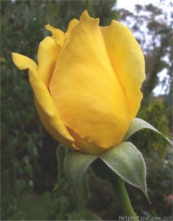 'Spek's Yellow' rose photo
