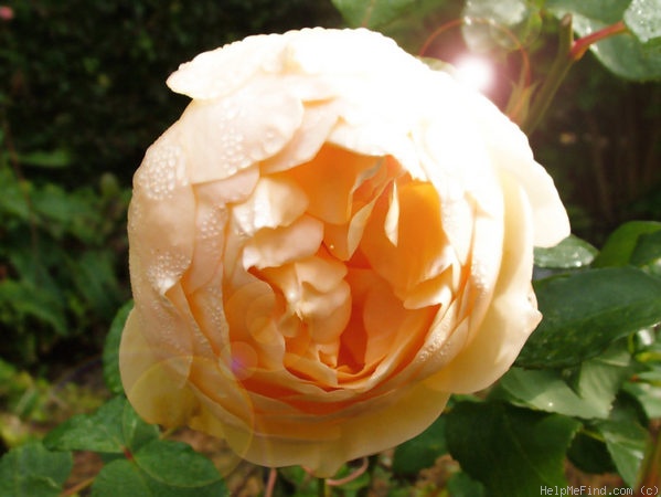 'Jude the Obscure' rose photo