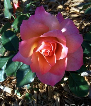 'Rejoice' rose photo