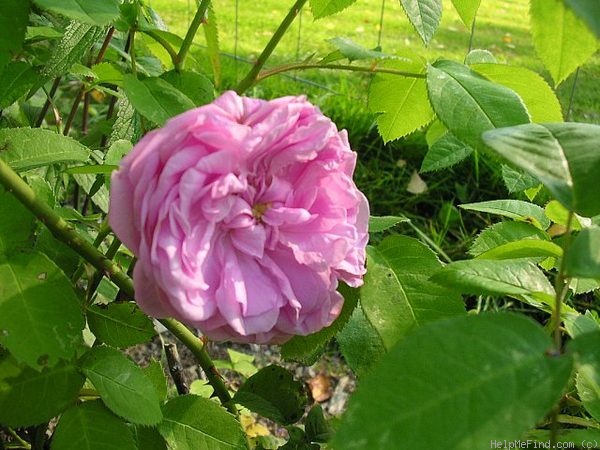 'Blush Hip' rose photo