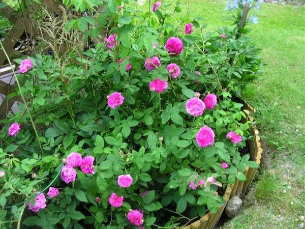 'Louis Philippe (gallica)' rose photo
