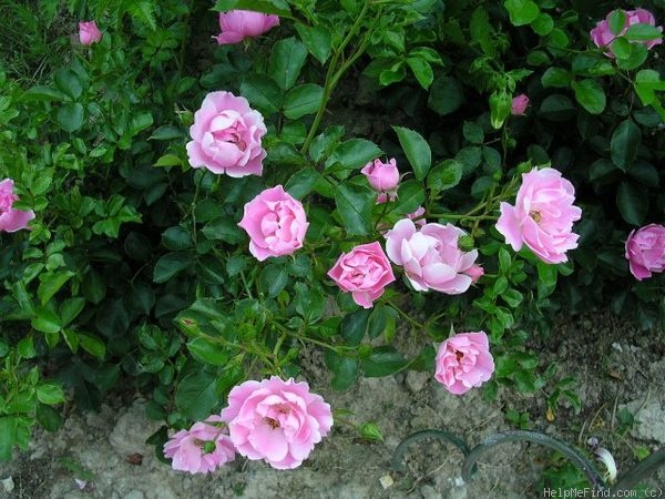 'Sommerwind ®' rose photo