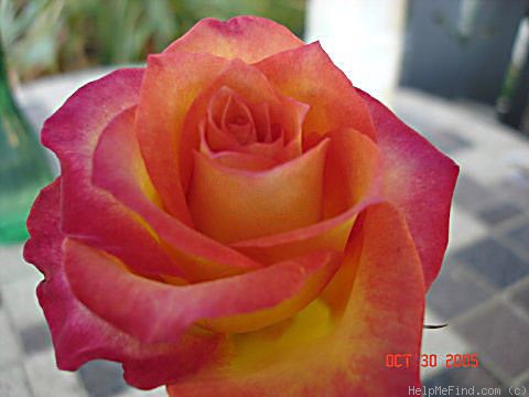 'Madeleine (mini-flora, Guillebeau 2005)' rose photo