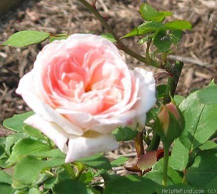 'Pink Chiffon (Floribunda, Boerner, 1956)' rose photo