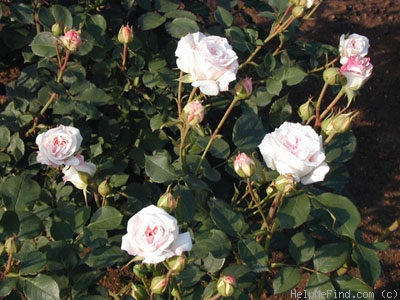 'Pink Chiffon (floribunda, Boerner 1956)' rose, click to enlarge 'Pink Chiffon (floribunda, Boerner 1956)' rose photo