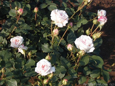 'Pink Chiffon (Floribunda, Boerner, 1956)' rose photo