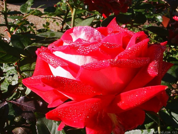 'Love (grandiflora, Warriner, 1977)' rose photo