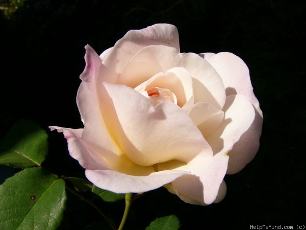 'Gruss an Aachen (Hybrid Tea, Hinner 1909)' rose, click to enlarge 'Gruss an Aachen (Hybrid Tea, Hinner 1909)' rose photo