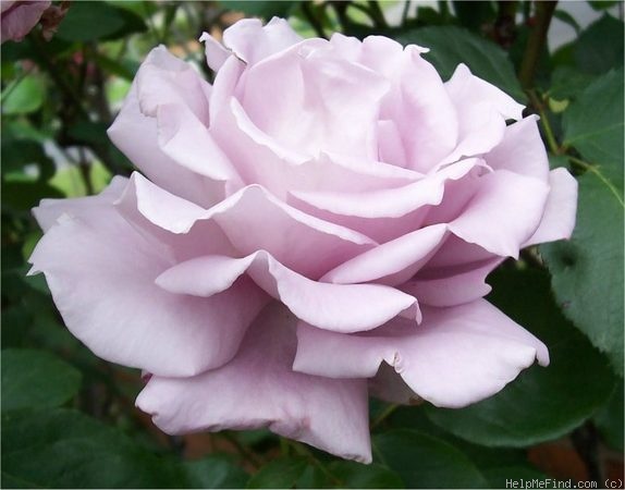 'Blue Moon' rose photo