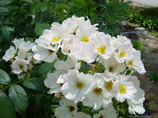 'Honeyflow' rose photo