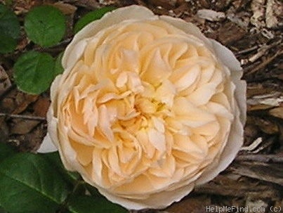 'Golden Celebration ™' rose photo