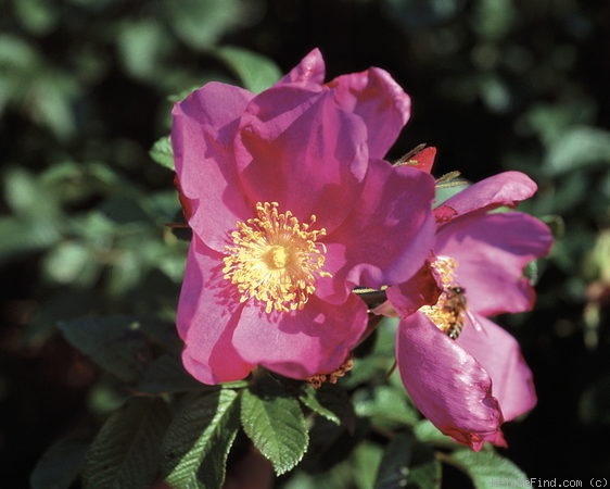'Raspberry Rugostar ®' rose photo
