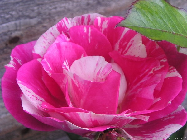 'Calypso (climber, Poulsen, 1998)' rose photo