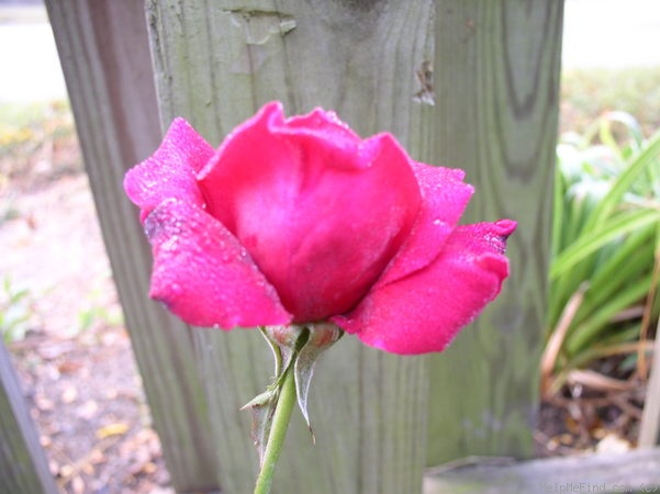'Belgica' rose photo