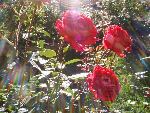 'Snowfire' rose photo