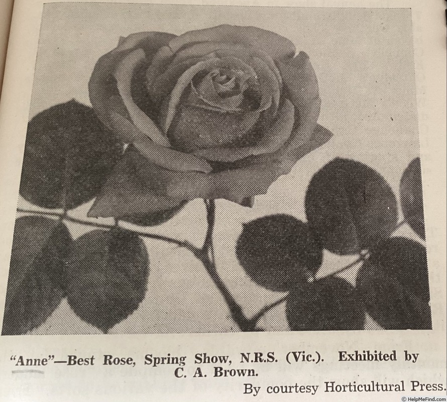 'Anne' rose photo