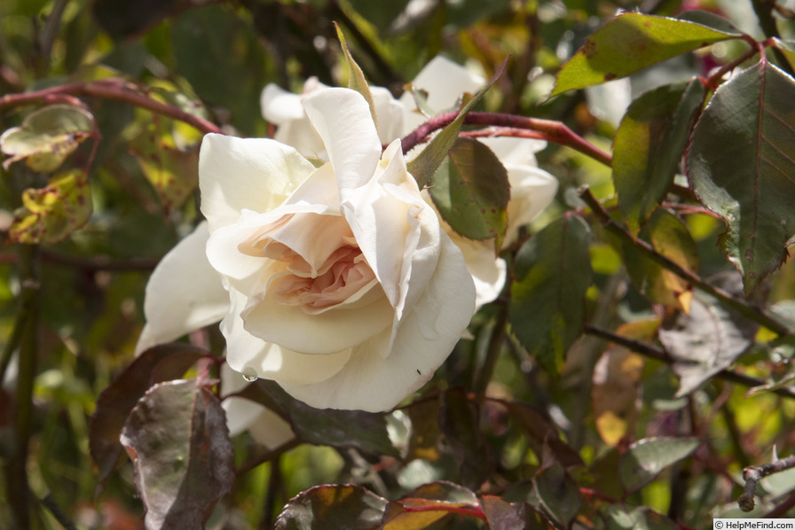 'Madame Charles' rose photo