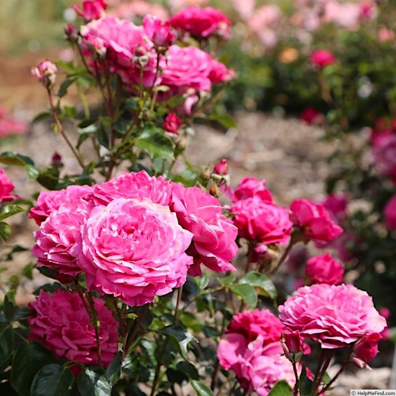 'Alexandre Astier ®' rose photo