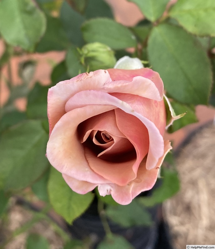 'Soul Sister (Floribunda, Bédard , 2010)' rose photo