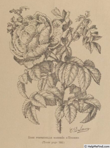 'Marbrée d'Enghien (hybrid spinosissima, Parmentier, 1830)' rose photo