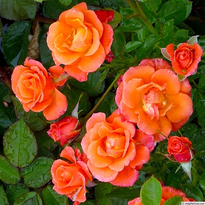 'Old John ™' rose photo