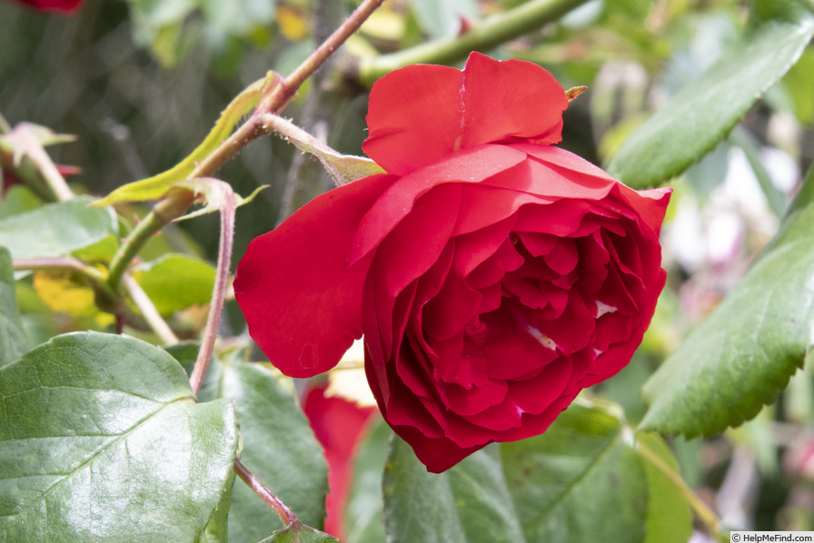 'Bastei' rose photo