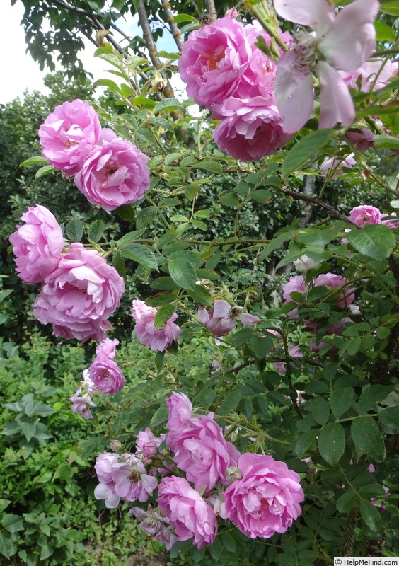 'Syke' rose photo