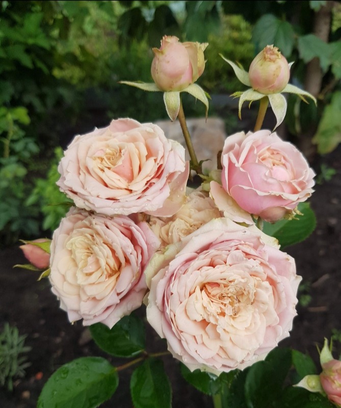 'Eden Romantica ®' rose photo
