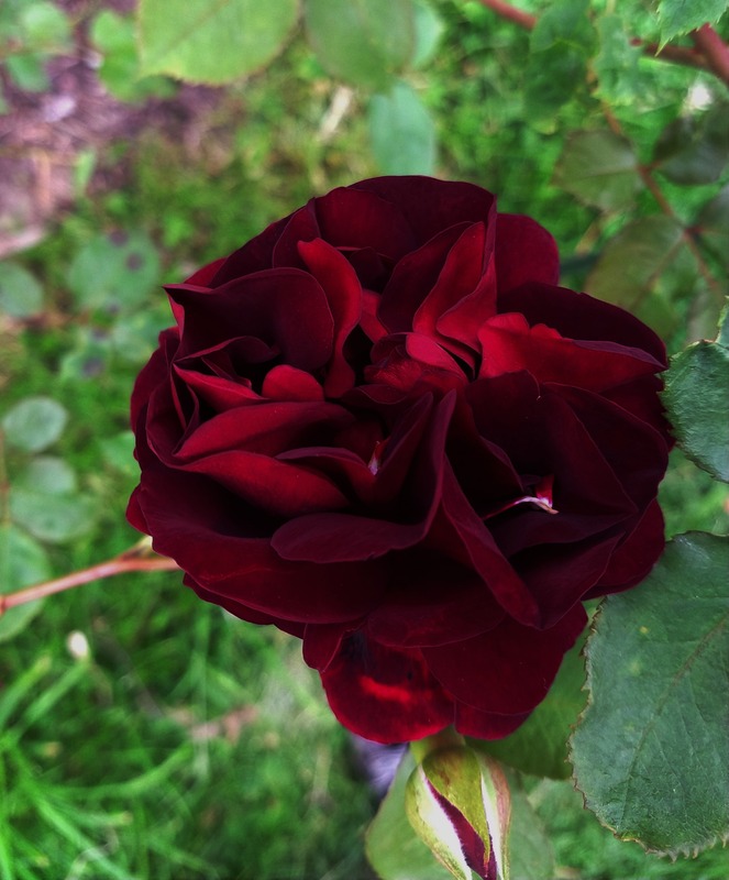 'Sénégal (Cl. Hybrid Tea, Mallerin, 1944)' rose photo