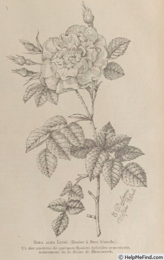 '<i>Rosa alba</i> L.' rose photo