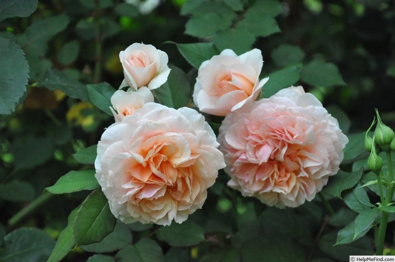 'Kizuna ® (Shrub, Massad, 2012)' rose photo