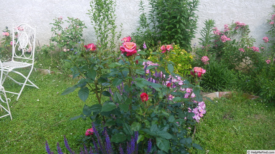 'Sourire de Deauville ®' rose photo