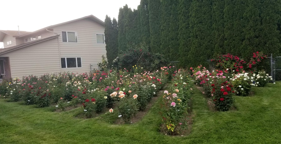 'Dianne's Southwest Idaho Rose Garden'  photo