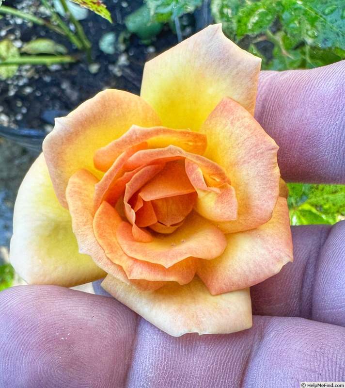'Gaye Hammond' rose photo