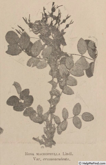'R. macrophylla crasseaculeata' rose photo