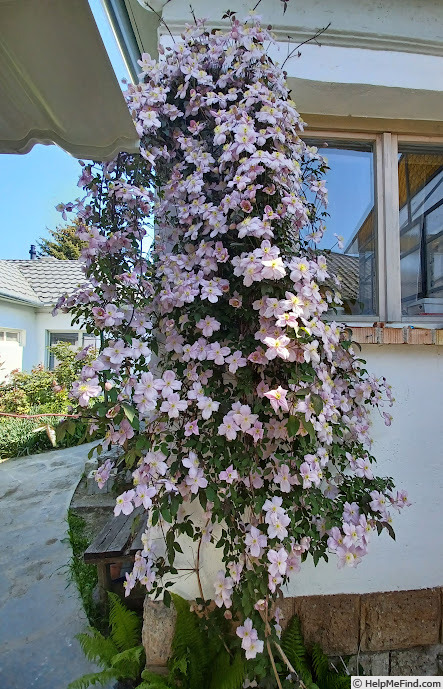 'Fragrant Spring' clematis photo