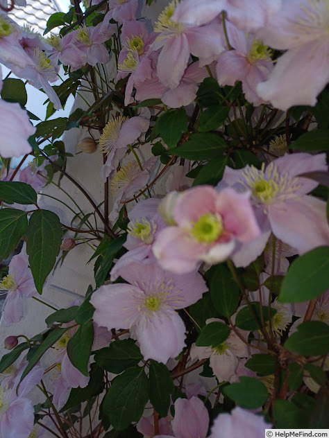 'Fragrant Spring' clematis photo