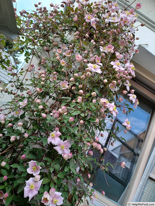 'Fragrant Spring' clematis photo