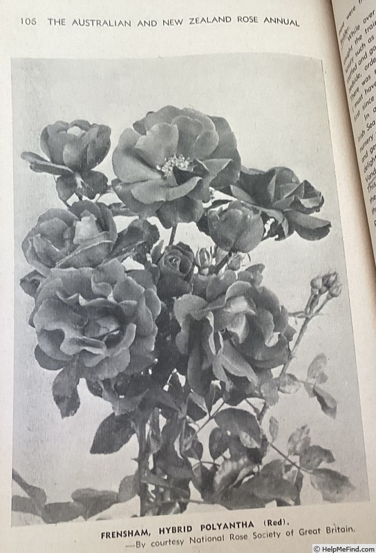 'Frensham' rose photo