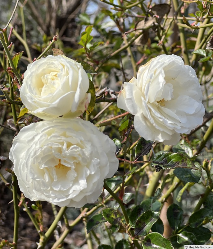 'Gourmet Popcorn' rose photo