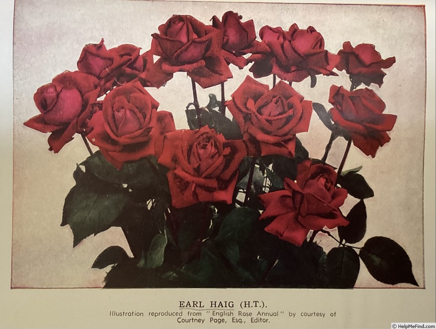 'Earl Haig' rose photo