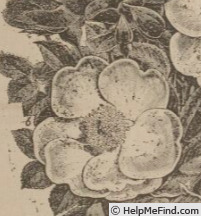 'Hebe's Lip (Damask, Lee, before 1846)' rose photo