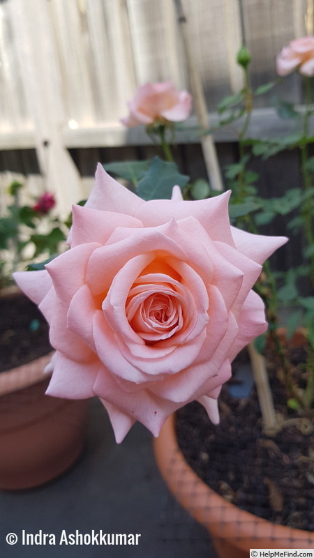 'Melbourne Town' rose photo