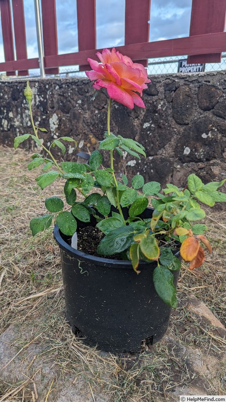 'Broadway ® (hybrid tea, NIRP, 2007)' rose photo