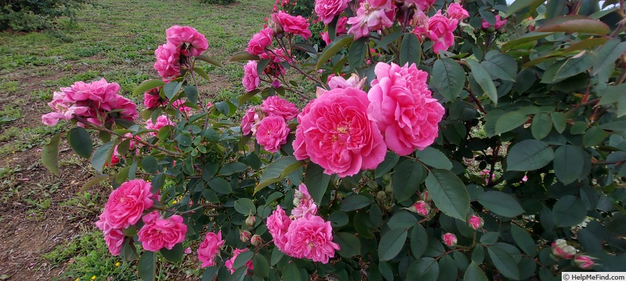 'Asta von Parpart (hybrid multiflora, Geschwind, before 1898)' rose photo