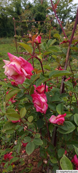 'Auguste Comte' rose photo