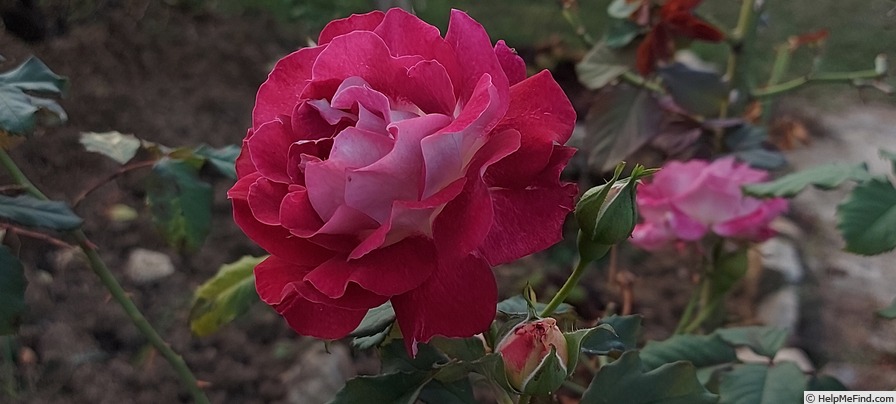 'Bernard Mas ®' rose photo
